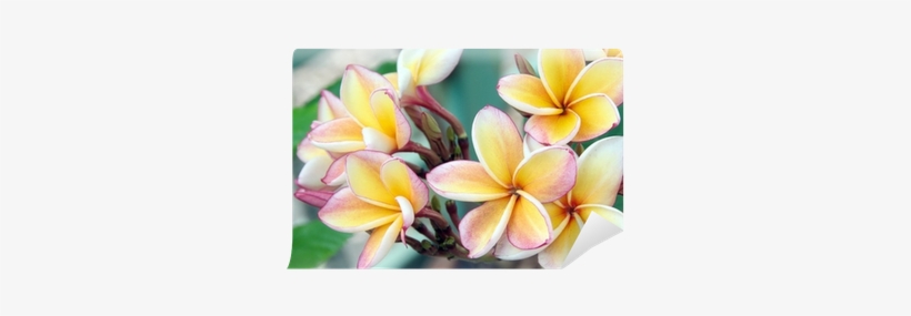 Frangipani Tropical Spa Flower, Plumeria - Pixxprint Monoi Blüten Auf Hawaii , 60x40cm Auf Leinwandbild, transparent png download