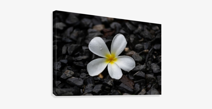 White Plumeria Flower On Pebble Canvas Print - Frangipani, transparent png download