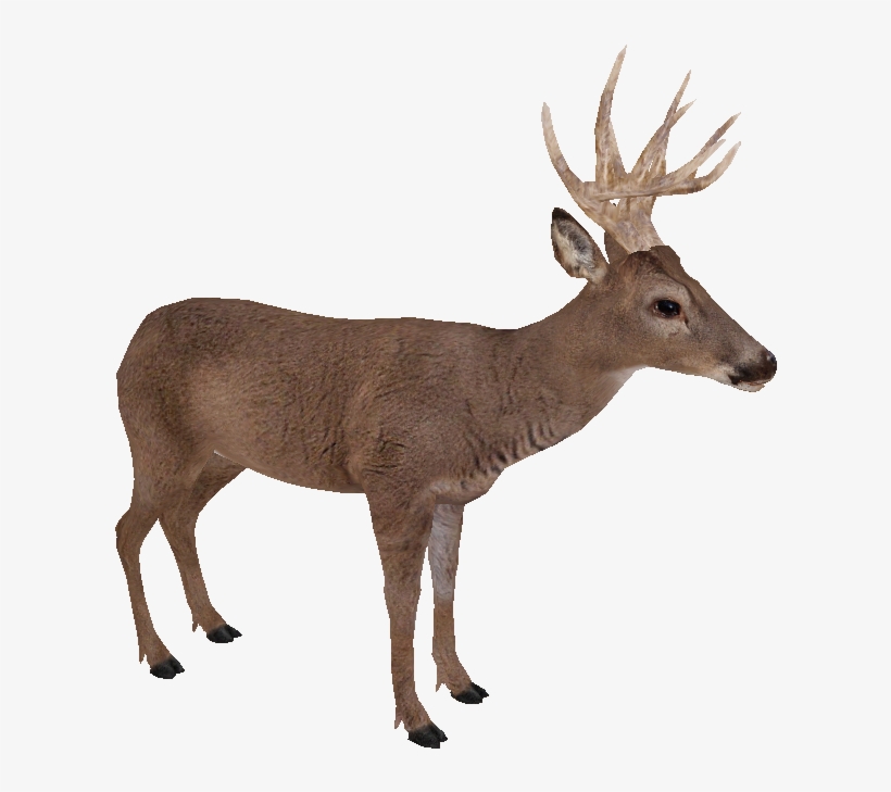 White-tailed Deer - Zoo Tycoon 2 White Tailed Deer, transparent png download