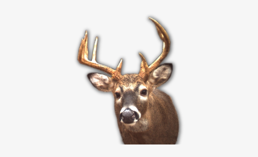 Bowhunting Whitetails - Whitetail Deer Head Png, transparent png download