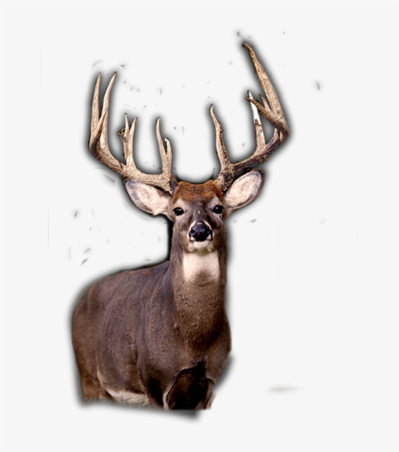 View New Features - Elk, transparent png download