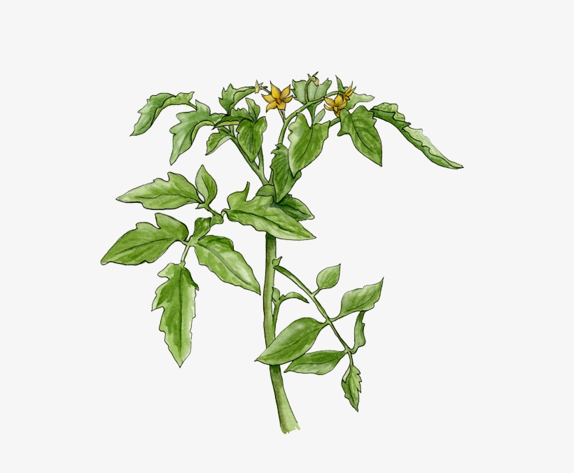 Flowering Tomato Plant - Planta De Tomate Png, transparent png download