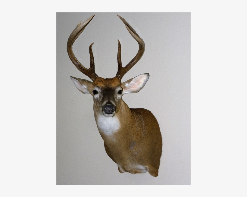 High Quality Whitetail Taxidermy - Deer, transparent png download