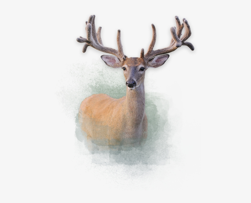 Deer Deer Deer - Deer, transparent png download