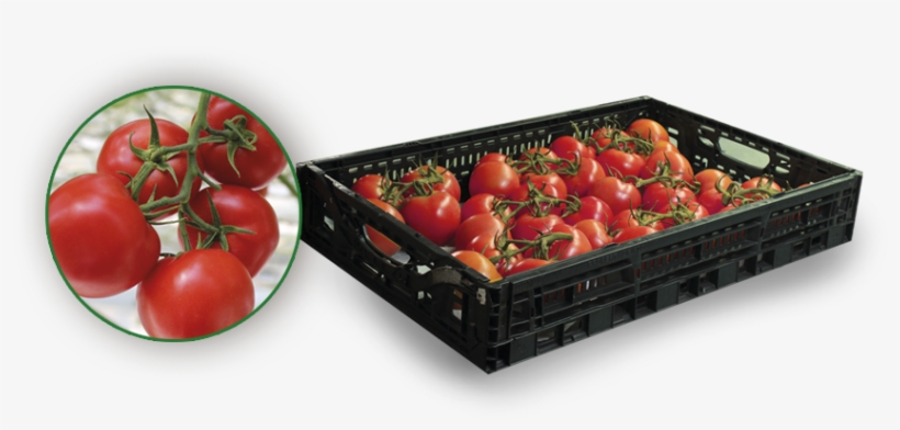 Tomatoes On The Vine - Plum Tomato, transparent png download