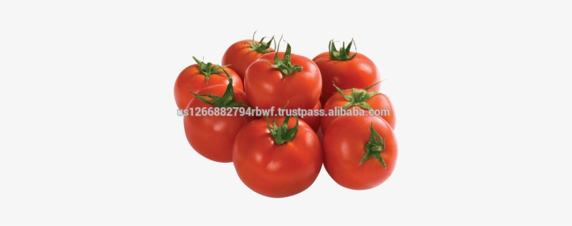 Flamenco Art Print - Mini By Sustici, transparent png download