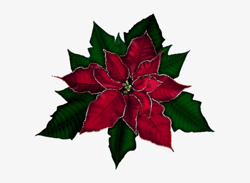 Poinsettia Png Transparent Image - Poinsettia Png, transparent png download