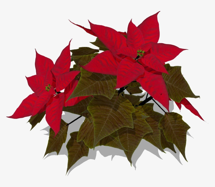 Poinsettia Transparent - Poinsettia 3d Model, transparent png download