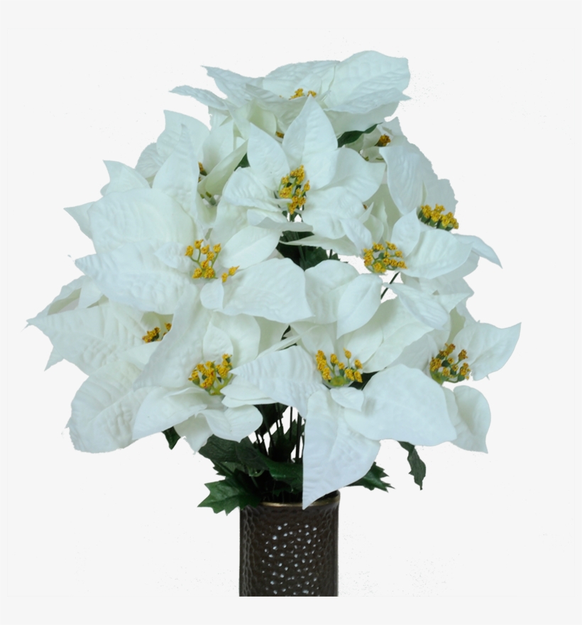 White Poinsettia PNG Image | Transparent PNG Free Download on SeekPNG