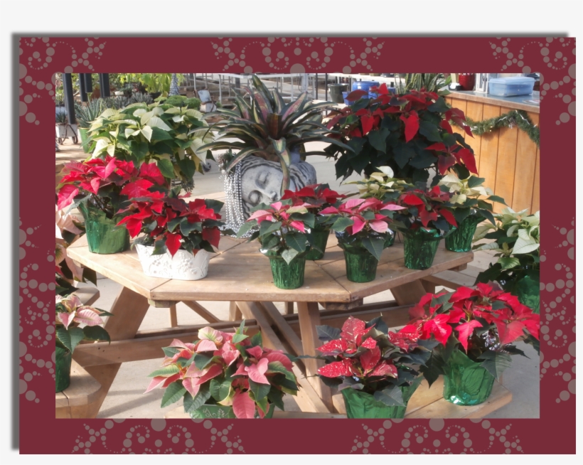 ← Country Colors Holiday Hours - Geranium, transparent png download