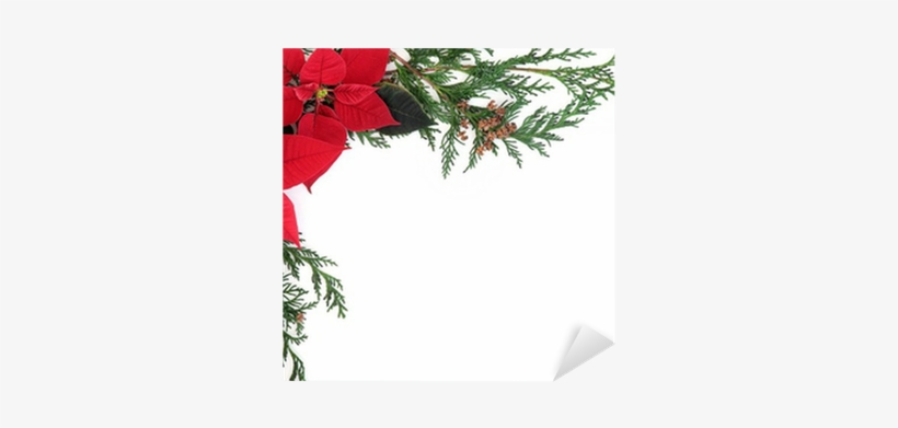 Poinsettia Border Png Download - Poinsettia Border, transparent png download