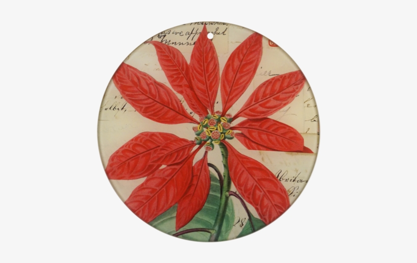 Poinsettia, transparent png download