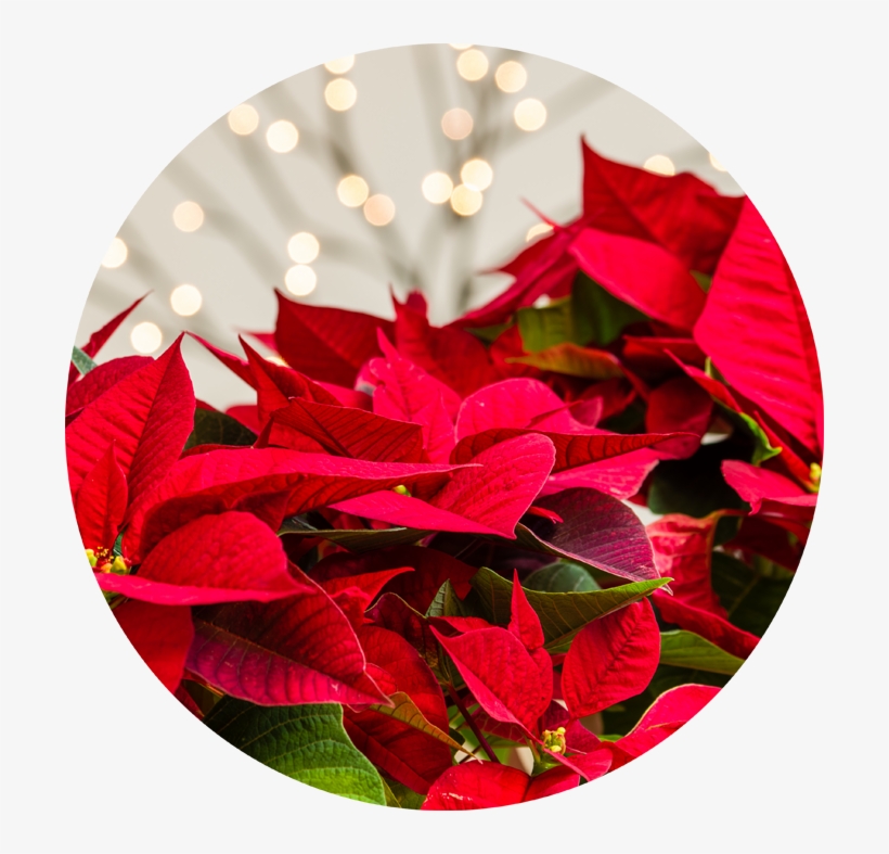 Le Poinsettia, Facile Ou Difficile - Poinsettia, transparent png download
