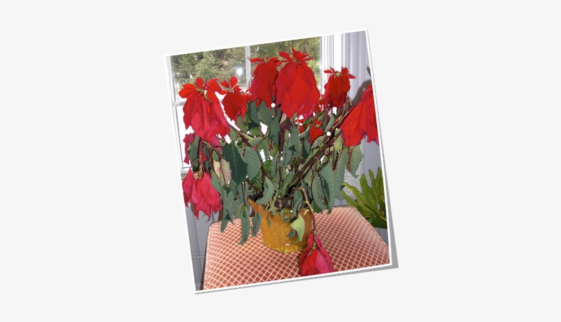 A Nyone Remember Urkell From That Annoying Sitcom The - Amaryllis Belladonna, transparent png download