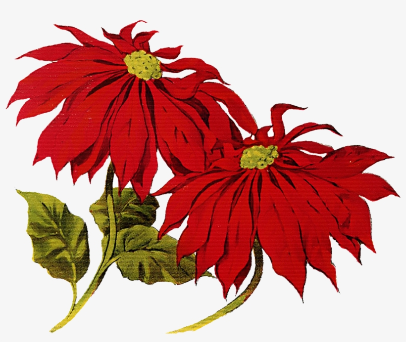 Poinsettia Clipart Merry Christmas - Christmas Vintage Clip Art, transparent png download