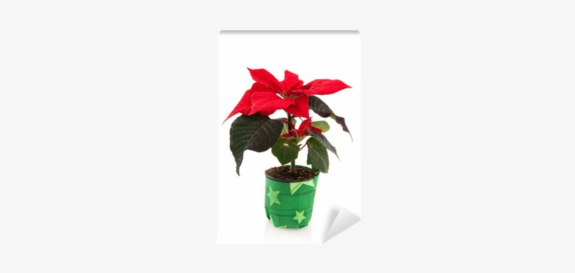 Single Poinsettia In Green Paper Decora Shot Glass, transparent png download