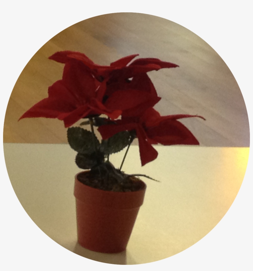 Poinsettia, transparent png download