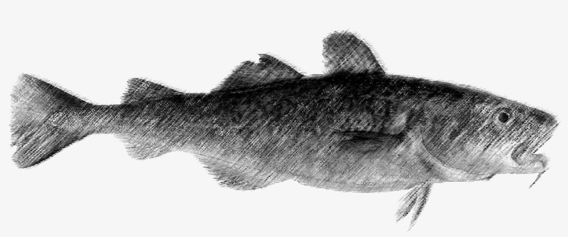 Catfish Drawing Realistic - /m/02csf, transparent png download