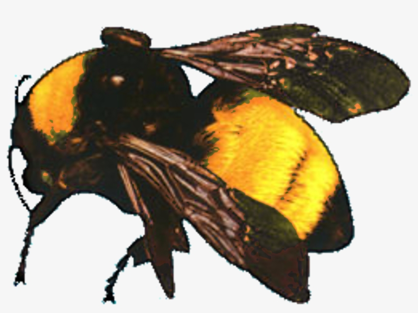 Flower Boy Who Dat Boy Odd Future Song Album - Tyler The Creator Flower Boy, transparent png download