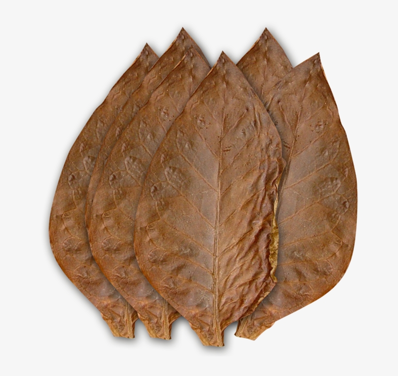Smoking Eating Tobacco Could It Be Less Harmful - Tobacco Leaf No Background, transparent png download