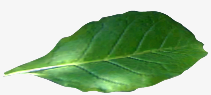 Tobacco Plant Png, transparent png download