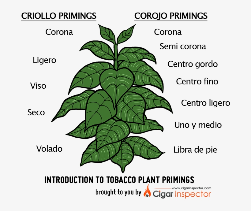 Tobacco Plant Primings Chart - Tobacco Plant Drawing, transparent png download