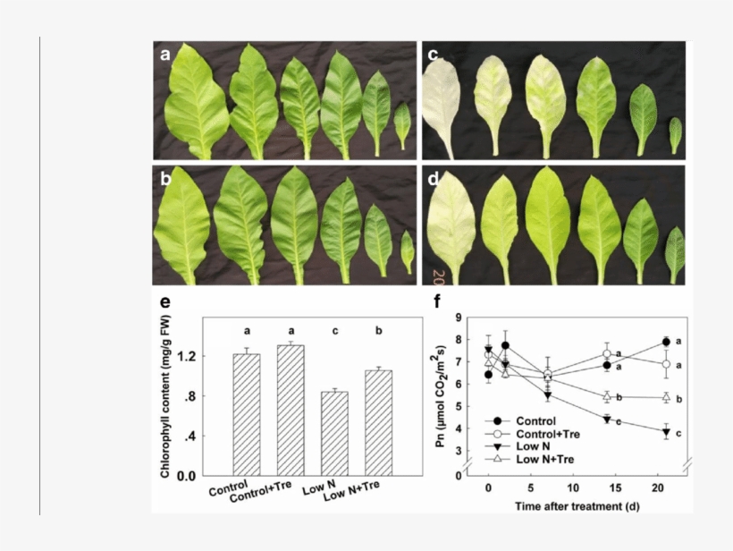 Leaves Of Tobacco Seedlings Without Or With (b And - Nitrogen And Trehalose In Plants, transparent png download