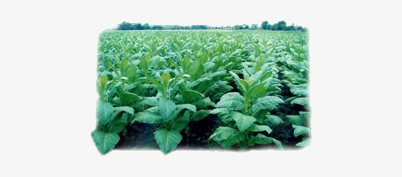 Finally, While It Is Pinpointed As Cancer Causing, - Tobacco Plant In The Philippines, transparent png download