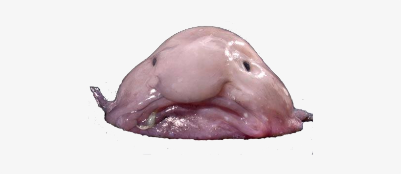 Blob Fish - Stranger Than Fiction (set), transparent png download