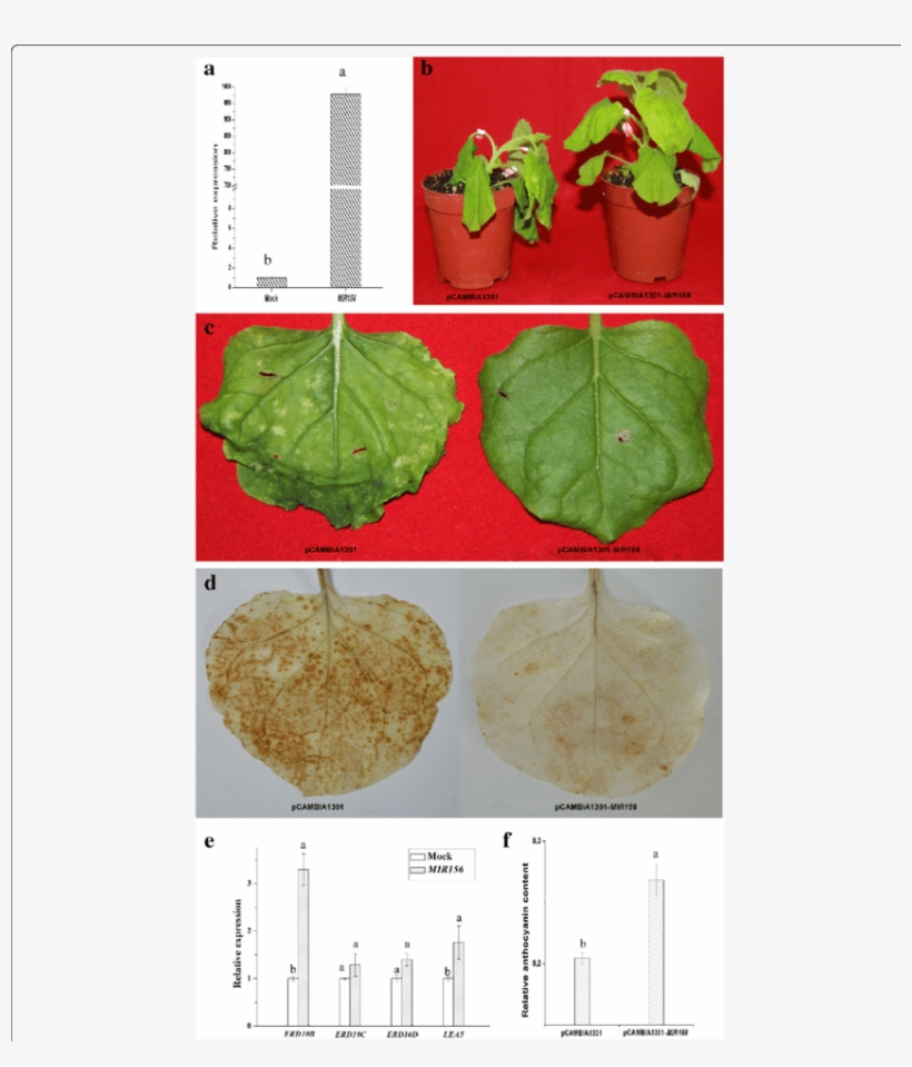 Of Mir156 In Tobacco Infiltrated By Agrobacterium Tumefaciens - Herbaceous Plant, transparent png download