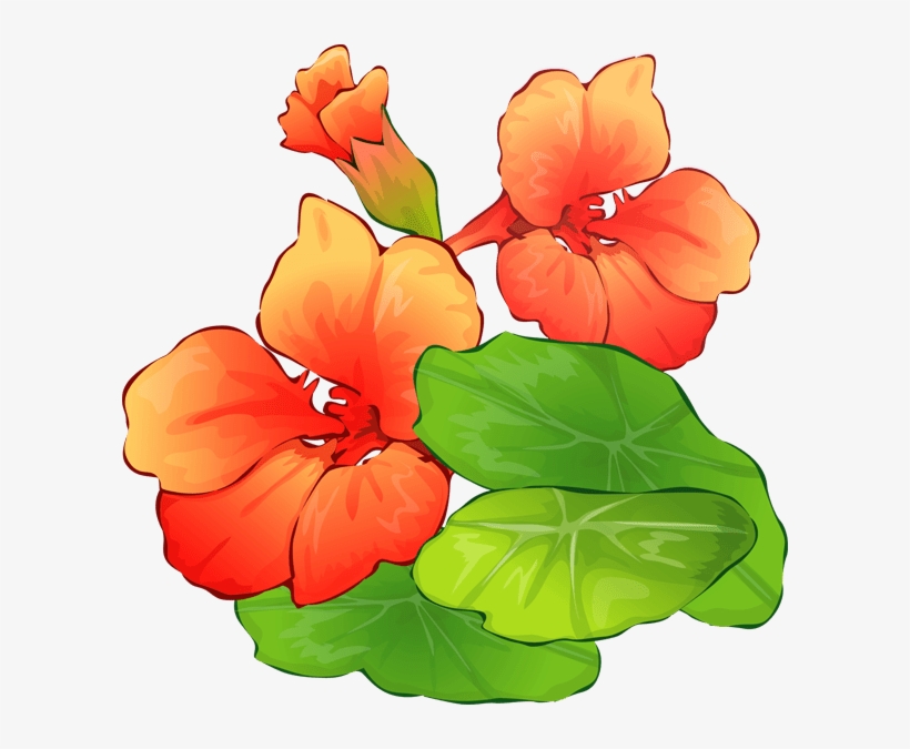Summer Flower Clipart, transparent png download