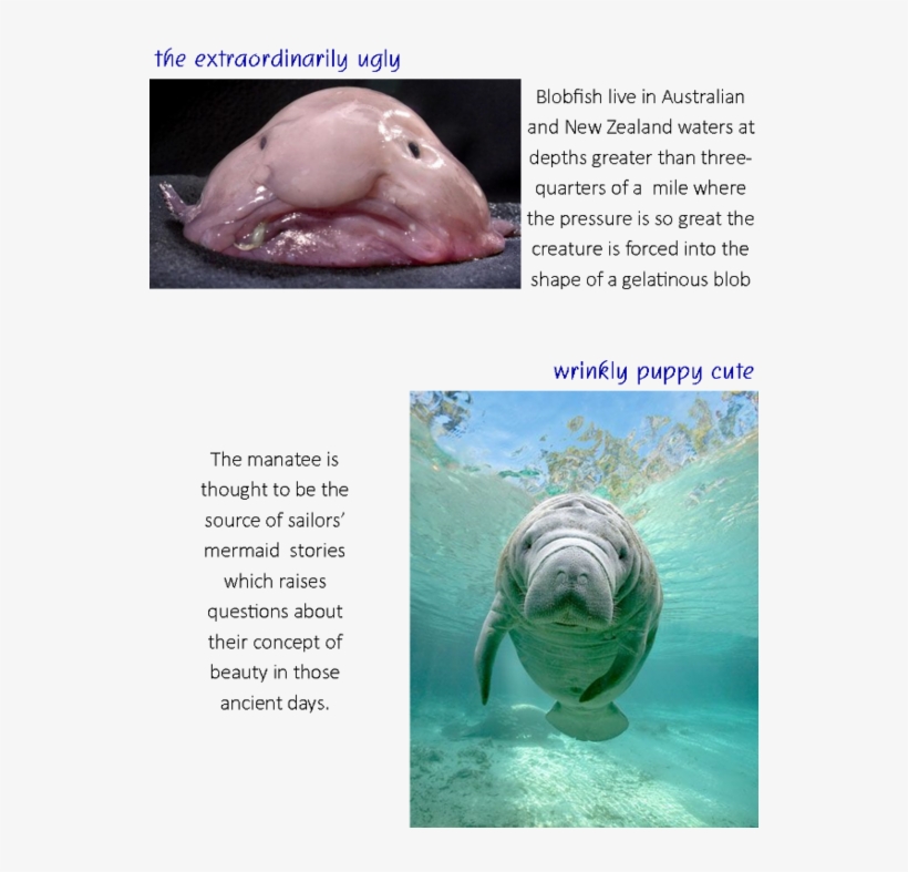 4 - Babymanatee Ipad2 Square Sticker 3" X 3", transparent png download