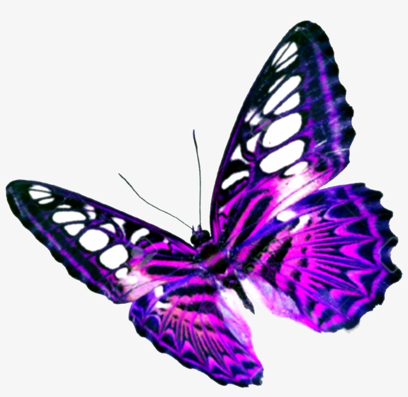 Butterfly Png Transparent - Transparent Background Butterflies Png, transparent png download