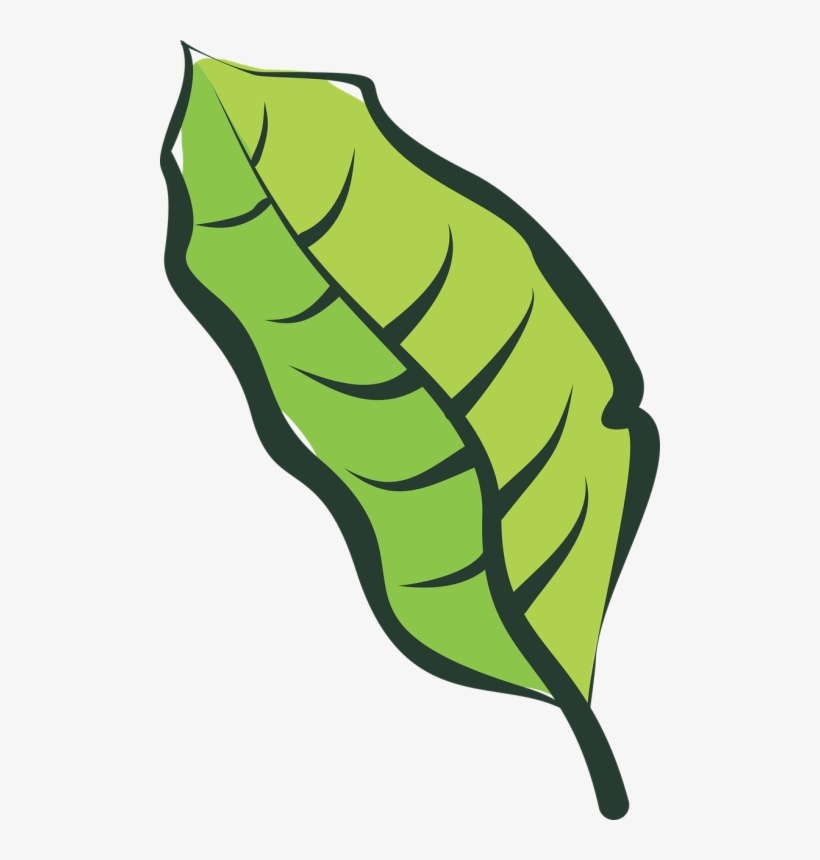 Leaf, transparent png download