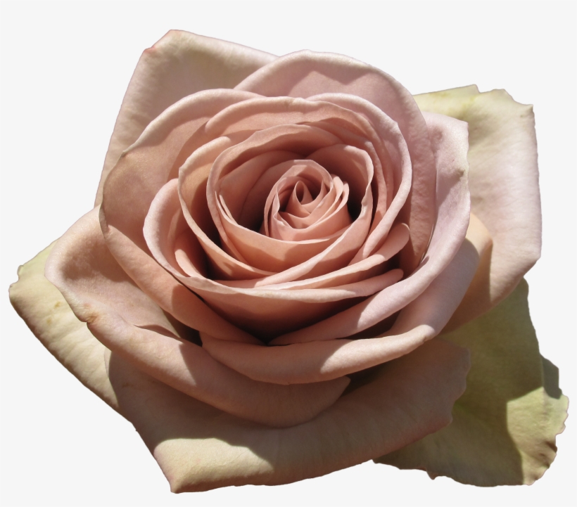 Rose Amnesia - Amnesia And Faith Roses, transparent png download