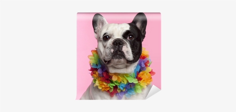 French Bulldog, 3 Years Old, Wearing Hawaiian Lei Front - Dog Breeds 3 Letters, transparent png download