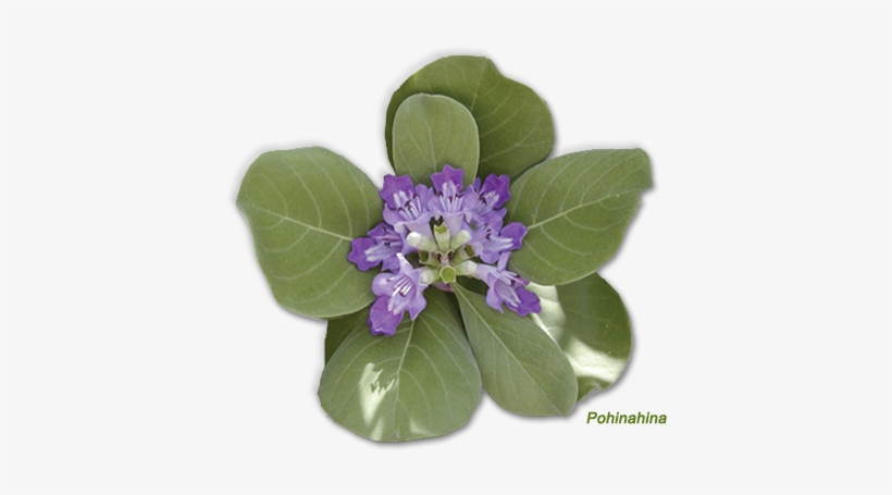 Home-pohinahina - Hawaii, transparent png download