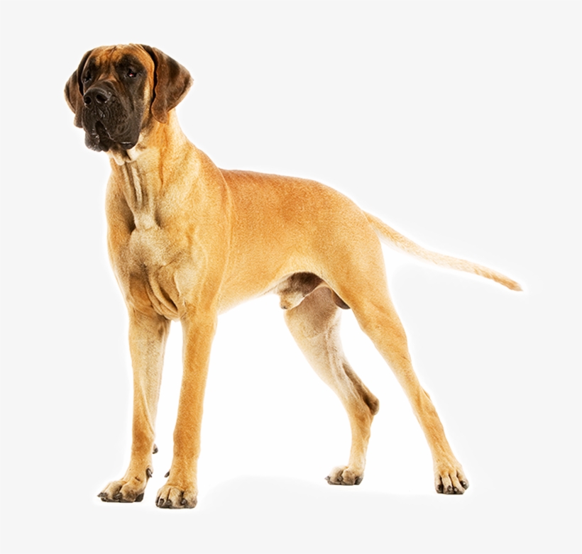 Your Extra-large Pet Needs High Levels Of Carefully - Tete Dogue Allemand Fauve, transparent png download