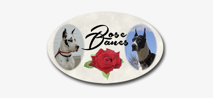 Puppies Harlequin, Mantle, Black Great Danes For Sale - Puppy, transparent png download