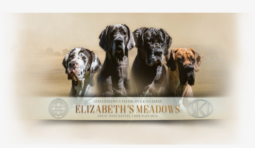 Boxer, transparent png download