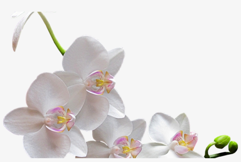Flowers Corner White Sticker By Mariacristina Aru - Orchid On Transparent Background, transparent png download