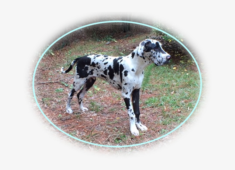 Hamlet, Hazel, Hefina, Hasani - Dalmatian, transparent png download