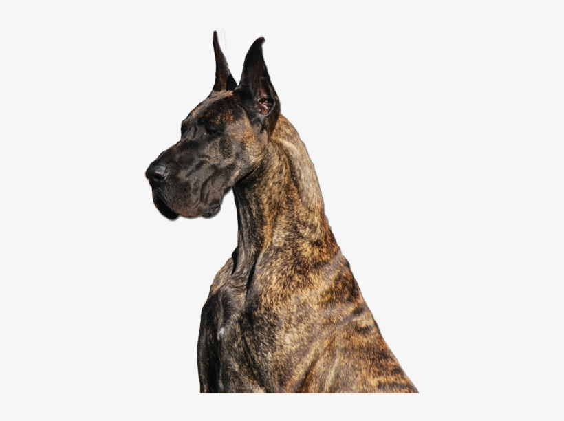 Great Dane - Brindle - Great Dane, transparent png download
