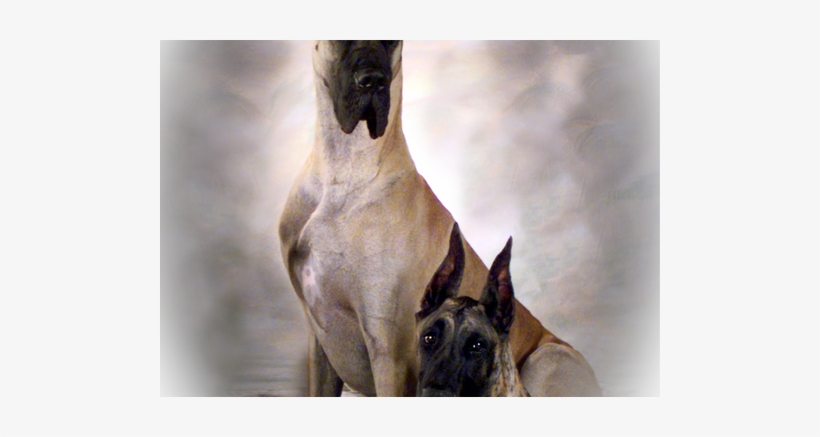 Some Of The Old Dogs - Saint, transparent png download