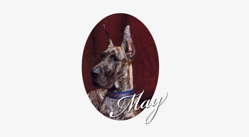 Rojon's Come What May - Great Dane, transparent png download
