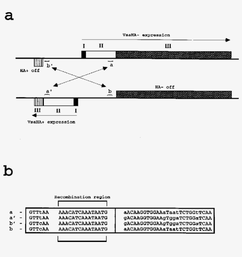 Diagrams Of The Vsa Gene Regions Of The Vsaha And Vsaha - Diagram, transparent png download