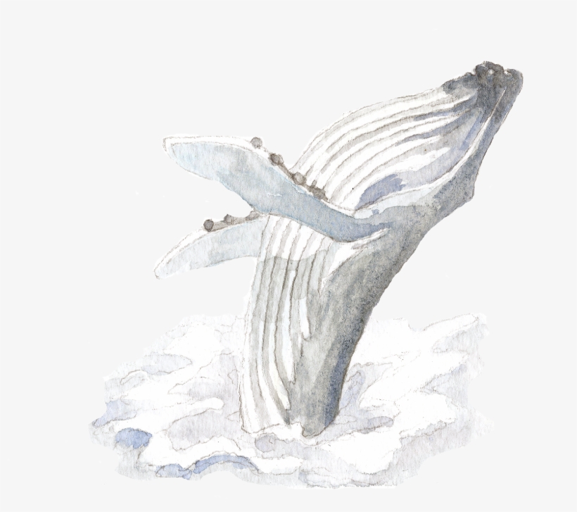 Rsz Whale - Sketch, transparent png download