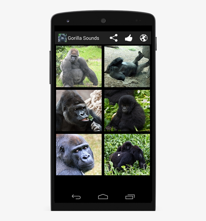 Facts About Gorilla A Colorful Picture Book, transparent png download
