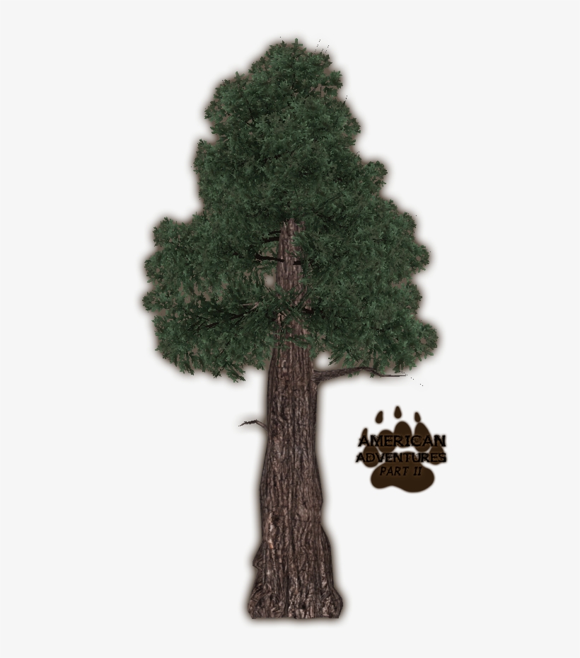 Redwoodcoast Jimmyzhoopz - Coast Red Wood Tree Png, transparent png download