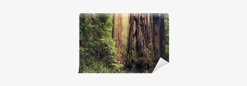 Tree, transparent png download